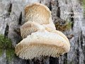 Hericium cirrhatum-amf1525